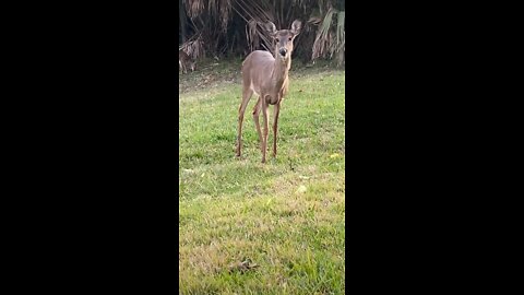 Dancing deer