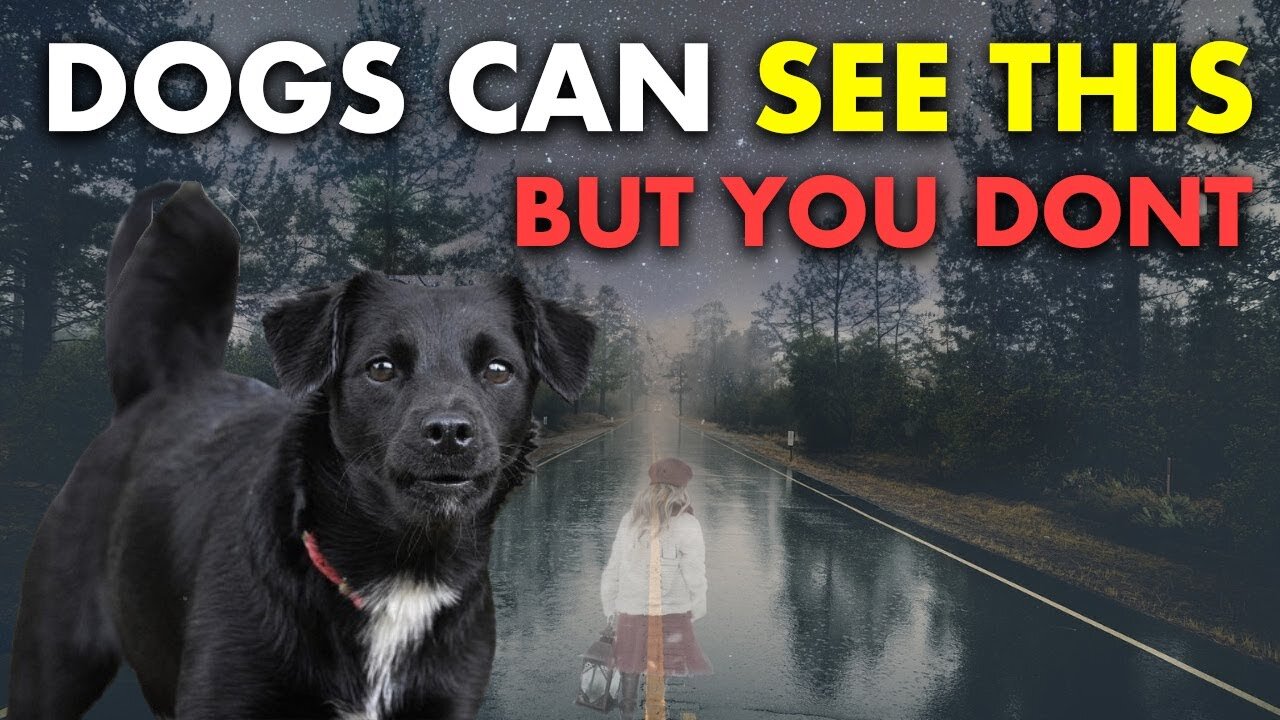 20 Things Your Dog Can See & Feel But YOU CAN'T | The Sixth Sense of Animals