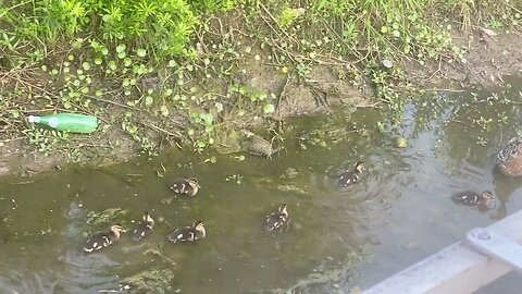 Mother Duck and Ducklings