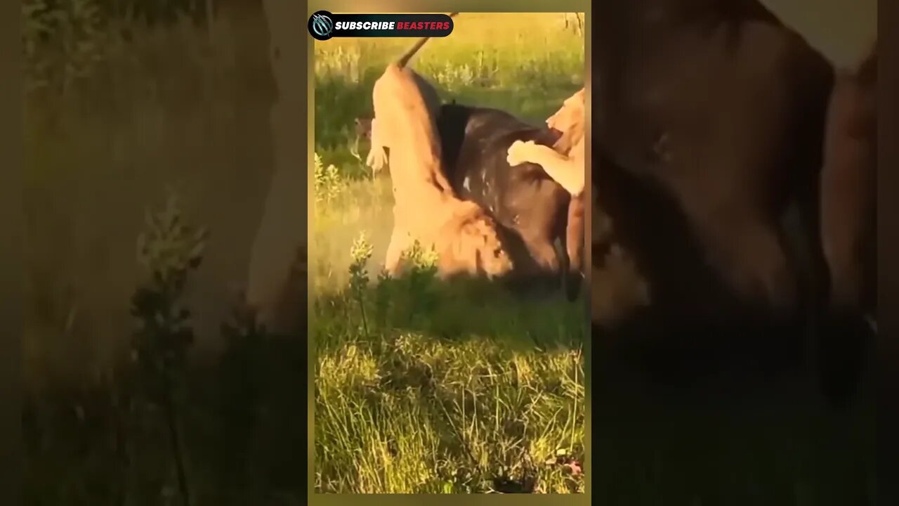 lion vs buffalo fight to death #shorts #lion