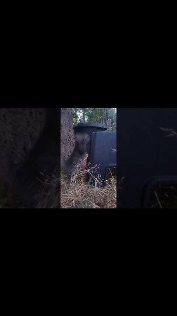 Downside Up With Kittens