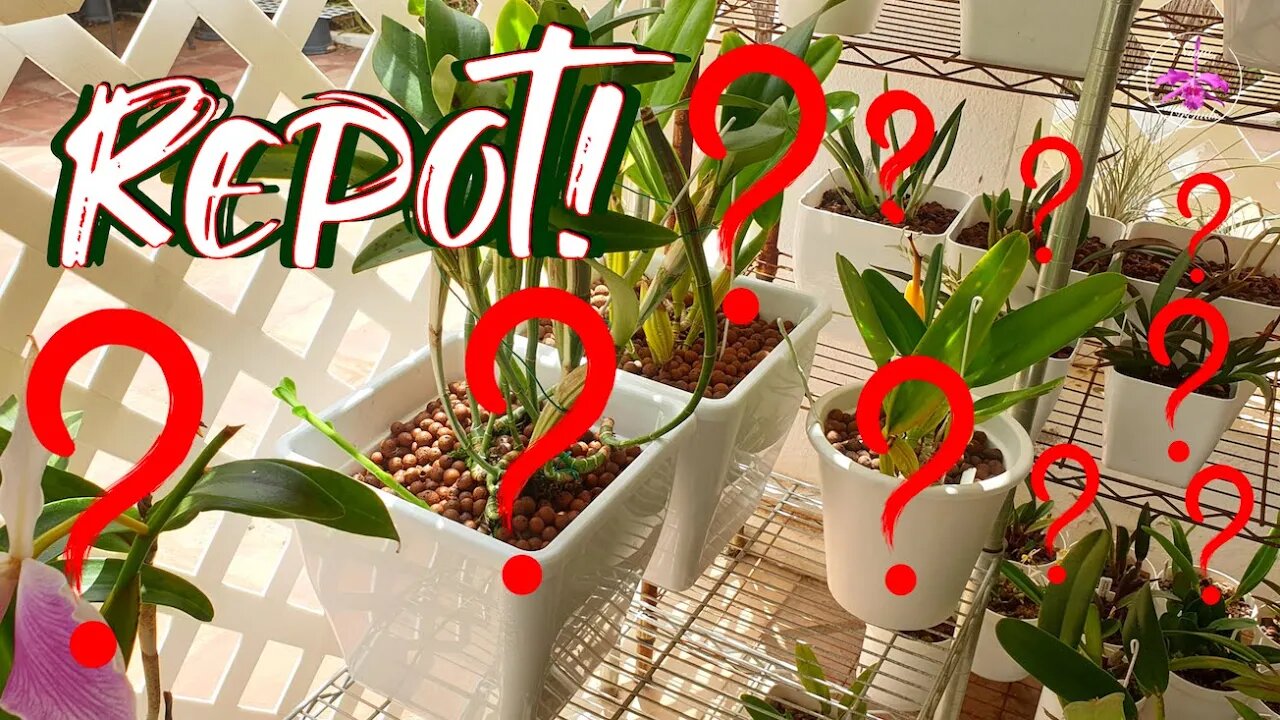 HowTo Repot a HUGE Cattleya Orchid with Creeping Rhizome | Containing Rhizomes #ninjaorchids