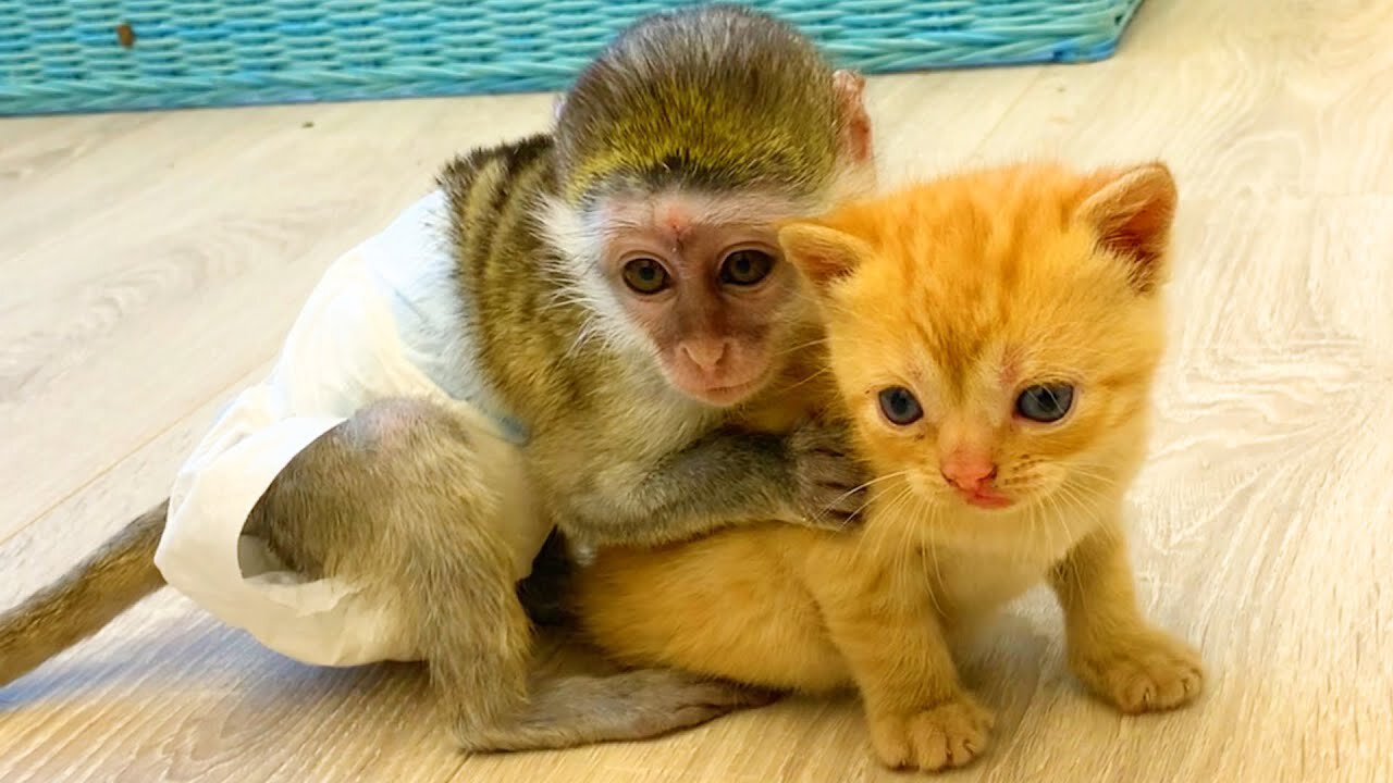 If_you_sit_on_the_cat_island,_you_will_be_surrounded_by_cats_in_no_time