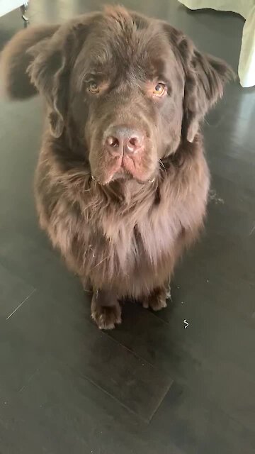 Talented Newfoundland performs ecstatic circle for tasty banana