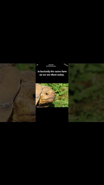 Reptiles are the oldest type of animal on the planet #reptiles #snakes #shorts