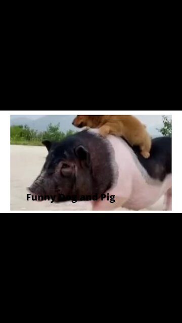 Cute Pig and Dog