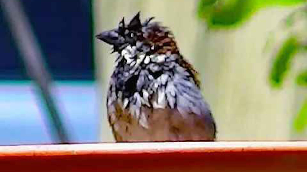 IECV NV #371 - 👀 Male House Sparrow🐤Bathing At The Bird Bath 5-29-2017