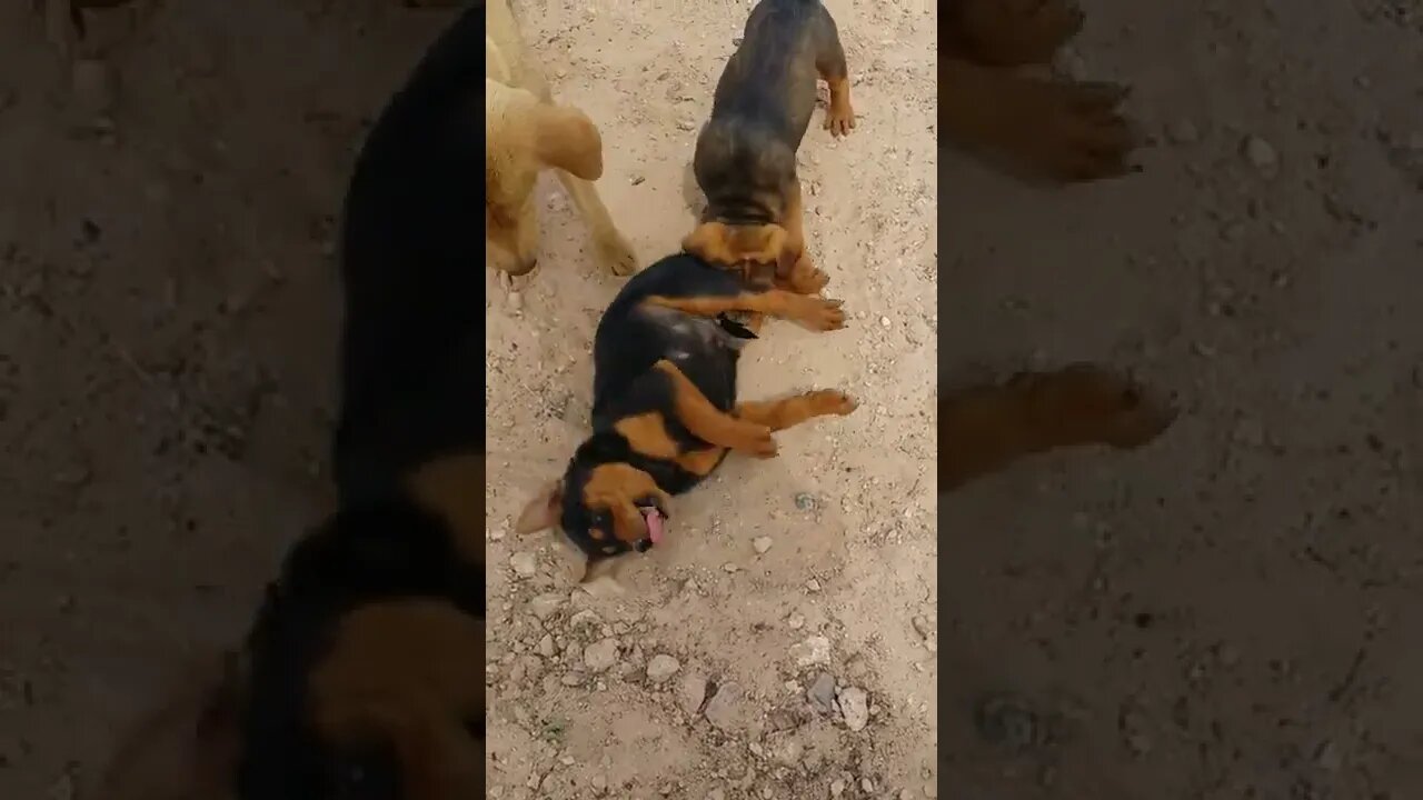 Roxie (mom) and Brownie Playing