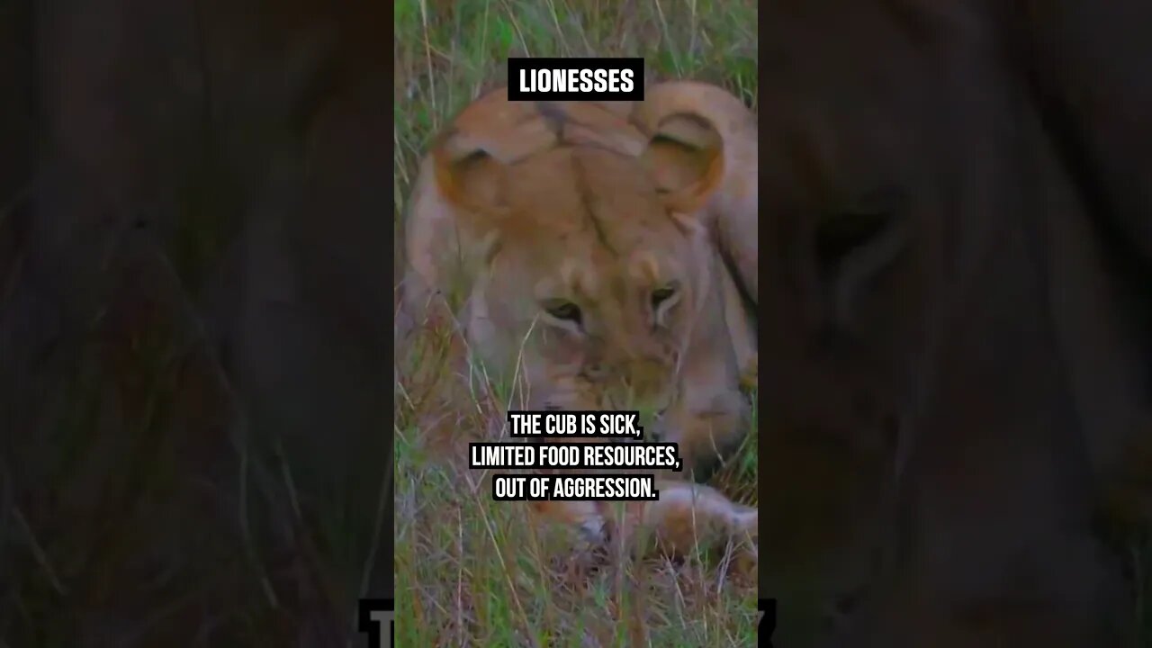 Lioness KILLS cubs for these reasons 😢 #nature #raw #animalfacts