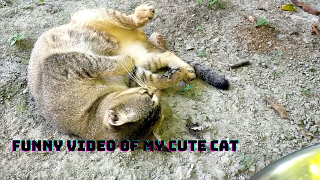 Funny video of my cute cat