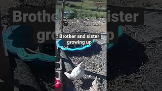 Farm surveillance. Free range chicks growing up