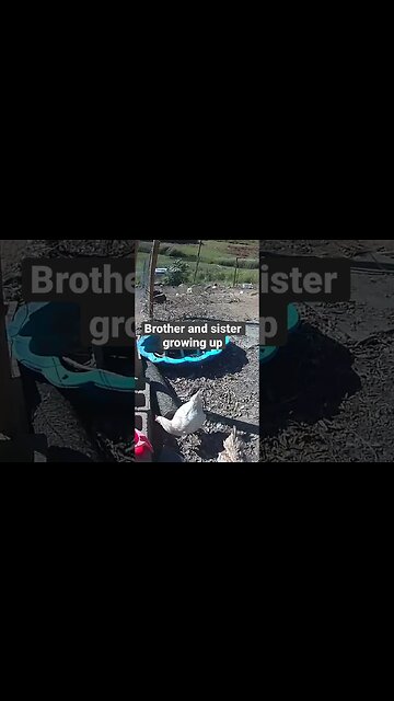 Farm surveillance. Free range chicks growing up