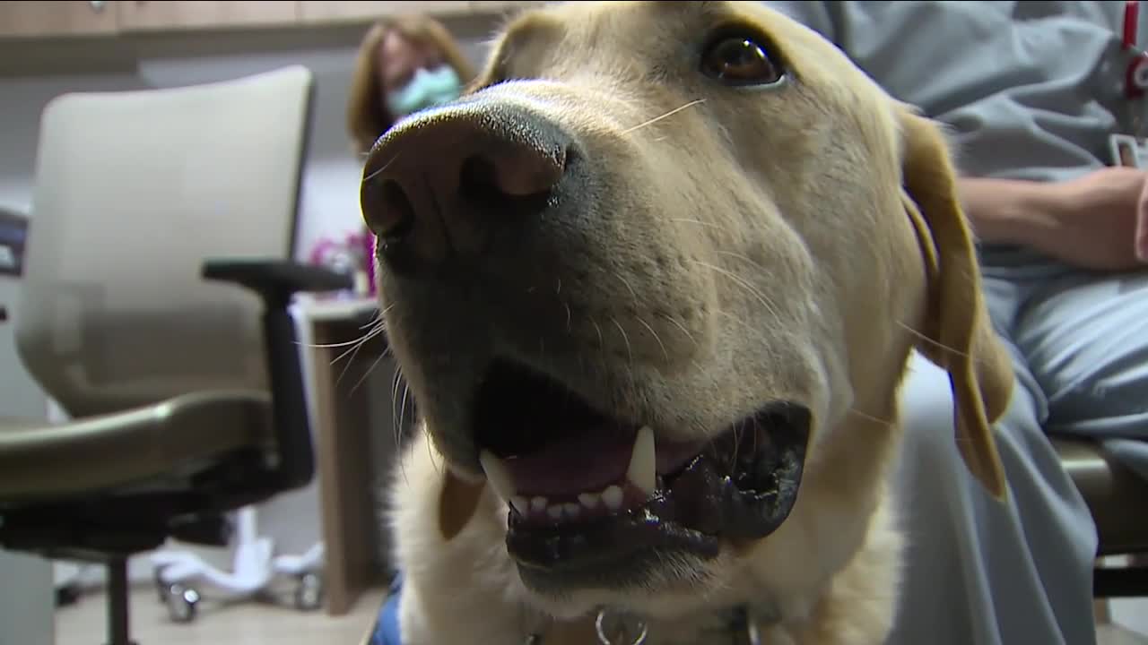 COVID canine: Dog helping mental health patients in Aurora as cases surge in era of coronavirus