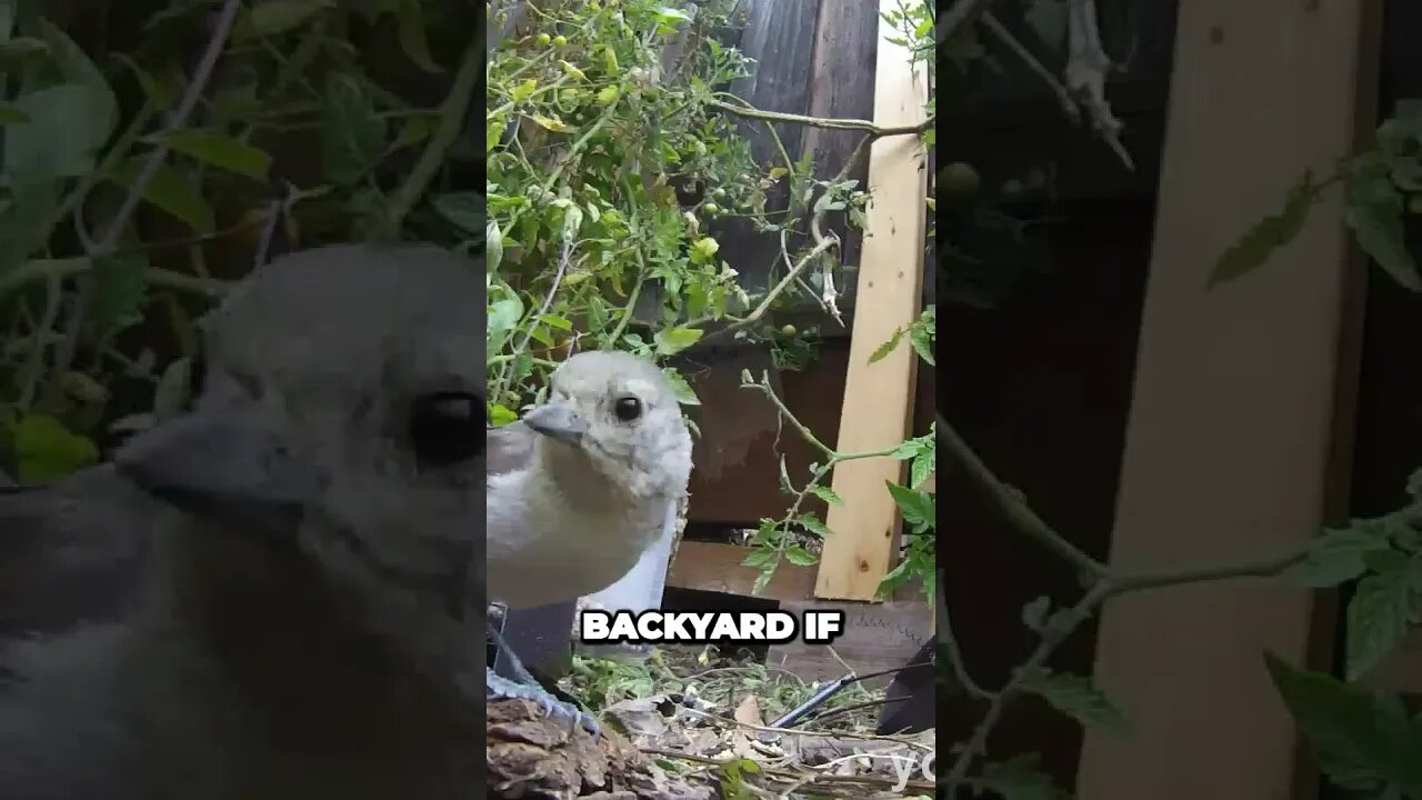 Uncovering the Hidden Wonders Surprising Nature Secrets in Suburban Backyards