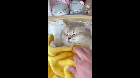 Sleeping cute cat