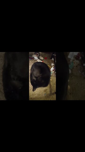 Kitty under the desk #shorts #shortsvideo #shortsfeed #youtubeshorts