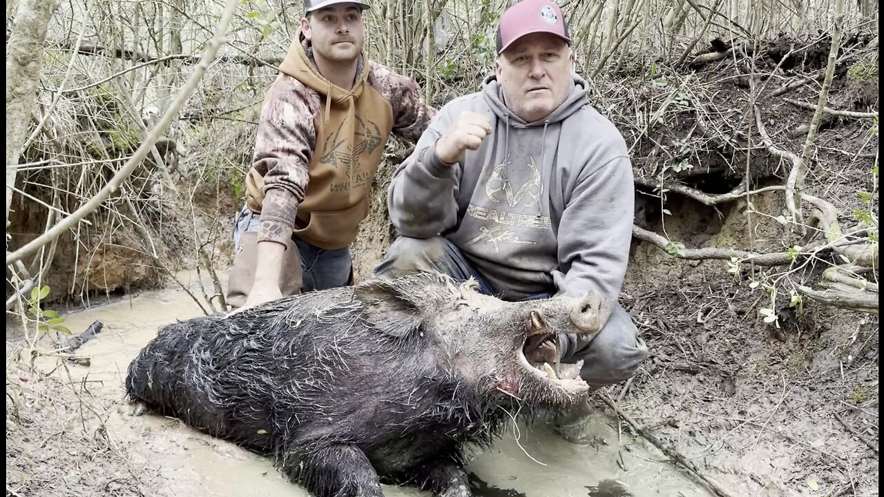 East Texas Hog Hunting With Dogs (BIG HOG DOWN)