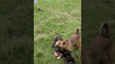 CANE CORSO, AMERICAN STAFFORSHIRE TERRIER X VS. PATTERDALE BLACK FELL TERRIERS. WORKING HUNTING DOGS