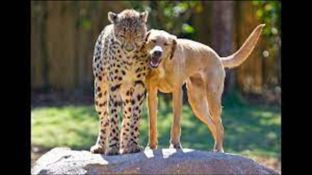 Cheetah and dog friends celebrate anniversary together at Busch Gardens Tampa.