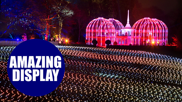 A beautiful festive lights display at the Birmingham Botanical Gardens