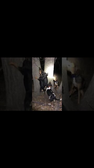 Coon dogs have one treed in North Dakota! #shorts