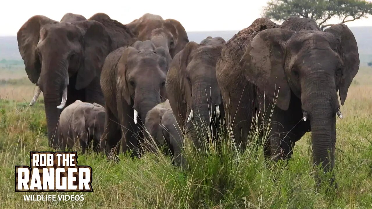 Marsh Lion Pride Satellite Group And Elephants | Maasai Mara Safari | Zebra Plains