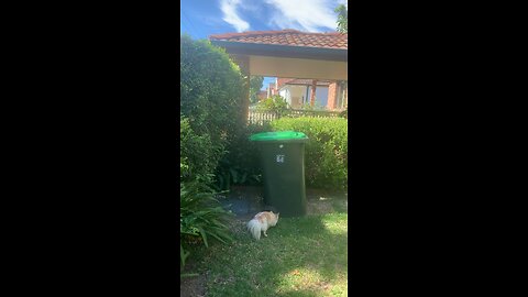 Coco the chihuahua explores the garden