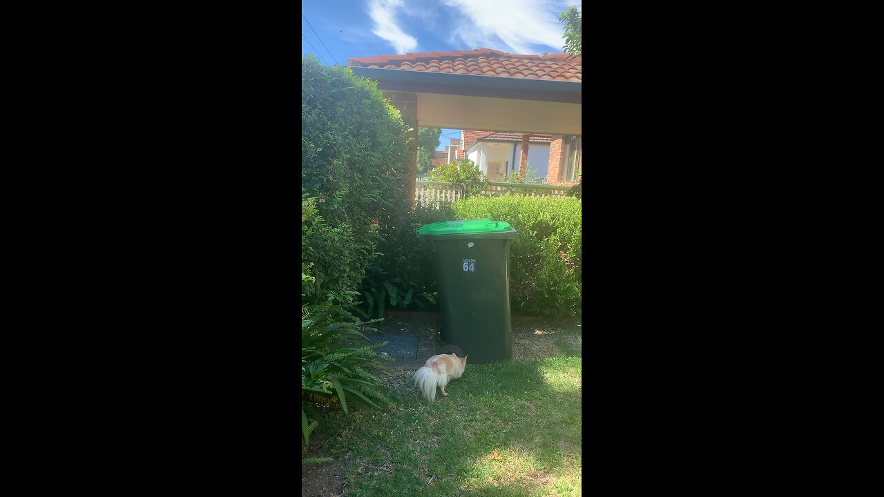 Coco the chihuahua explores the garden