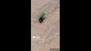 Do NOT Kill Spiders: Well MOST 2024
