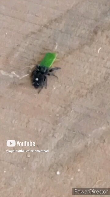 Do NOT Kill Spiders: Well MOST 2024