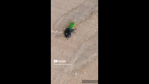 Do NOT Kill Spiders: Well MOST 2024
