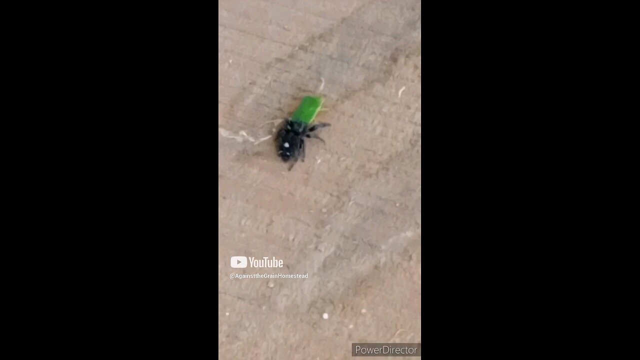 Do NOT Kill Spiders: Well MOST 2024