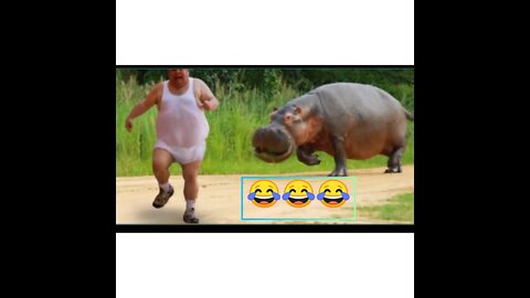 Try NOT to Laugh !!! Animals Chasing People! FUNNY animals #2022