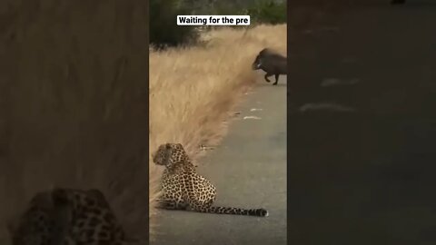 Damn 😳😳 #shorts #viral #youtubeshorts #music #leopard #hype #saintpee