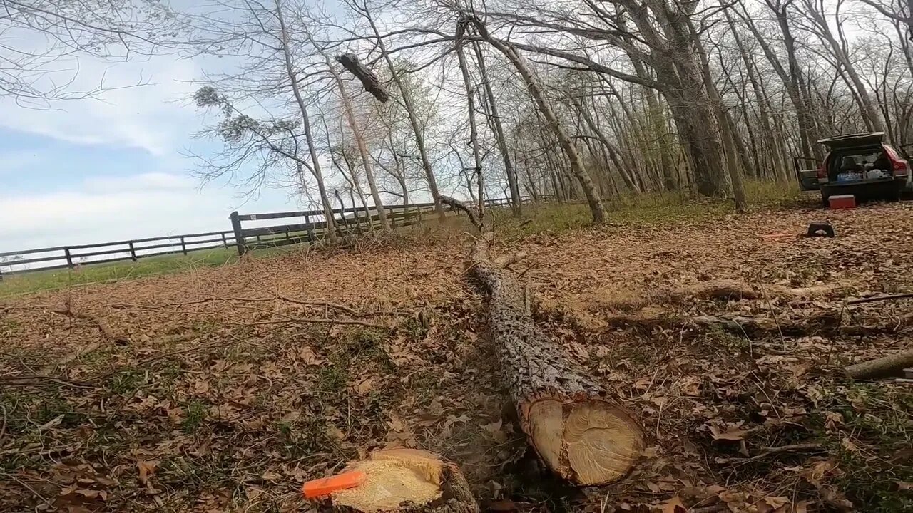Trees, 1001 ways to get hurt