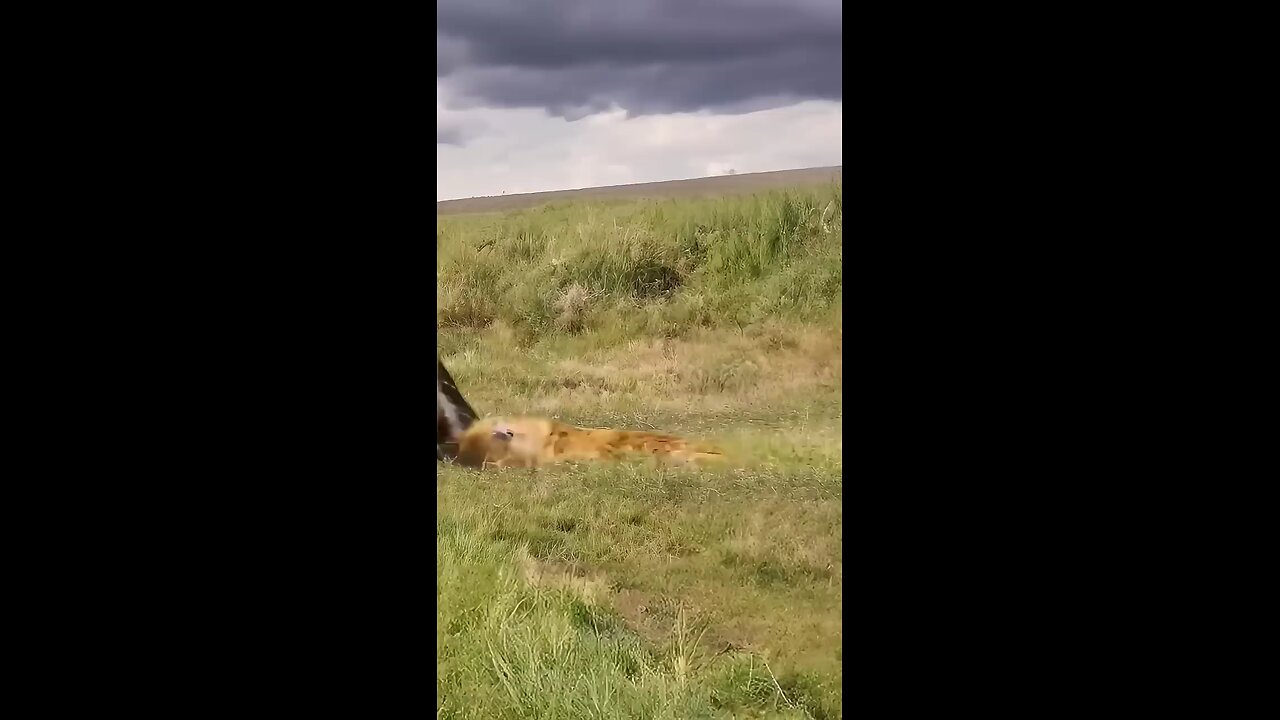 what a bravery