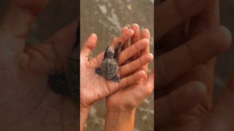 Cute Tiny Little Baby Sea Turtle