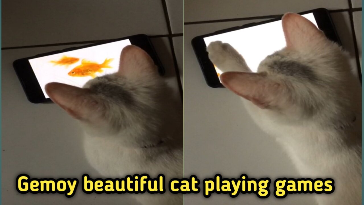 Gemoy beautiful cat playing games