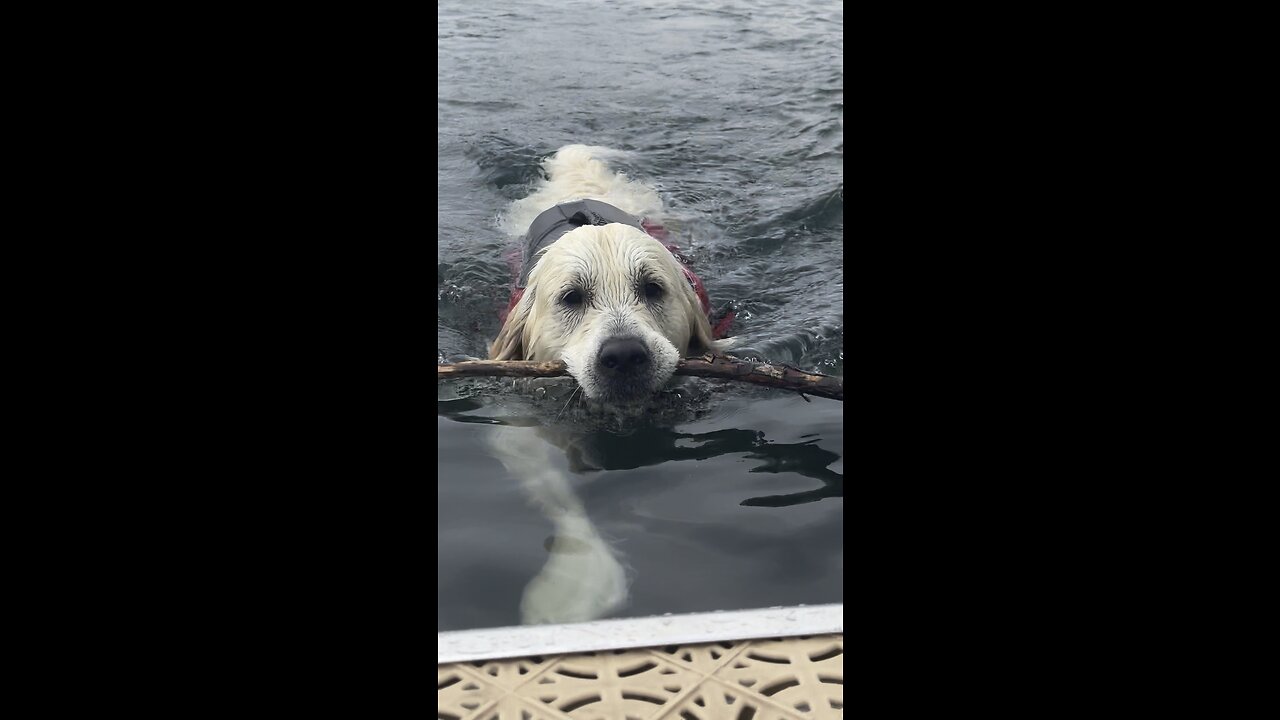 Duglas the golden retriever, a swimming boy