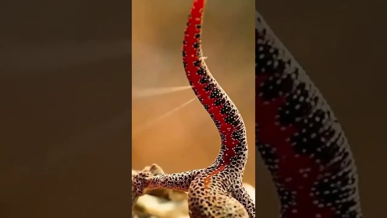 Modo de Defesa do Lagarto 🤩🦎🙀 #shorts