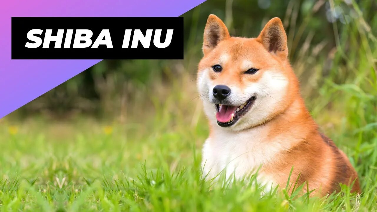 Shiba Inu 🐶 One Of The Most Popular Dog Breeds In The World #shorts