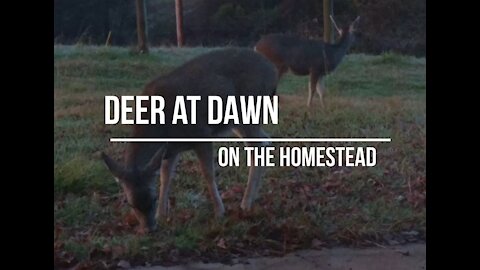 Deer At Dawn: Family of deer wander and play through our property in early morning.