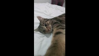 Meowingtons purrs, loving the camera