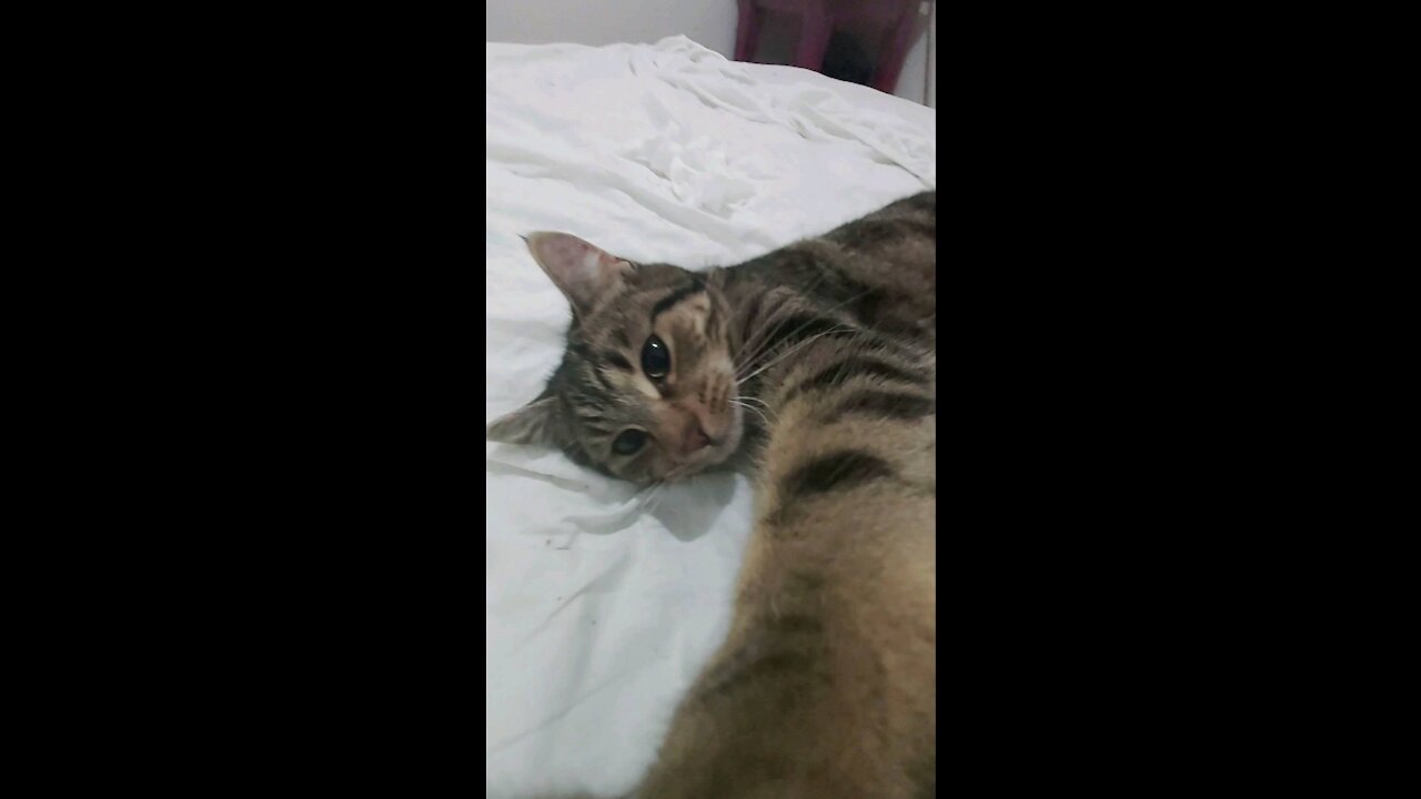 Meowingtons purrs, loving the camera