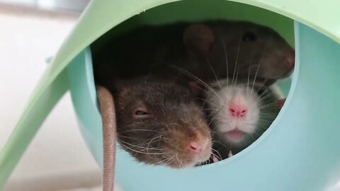 10 COMMON RAT CARE MISTAKES!