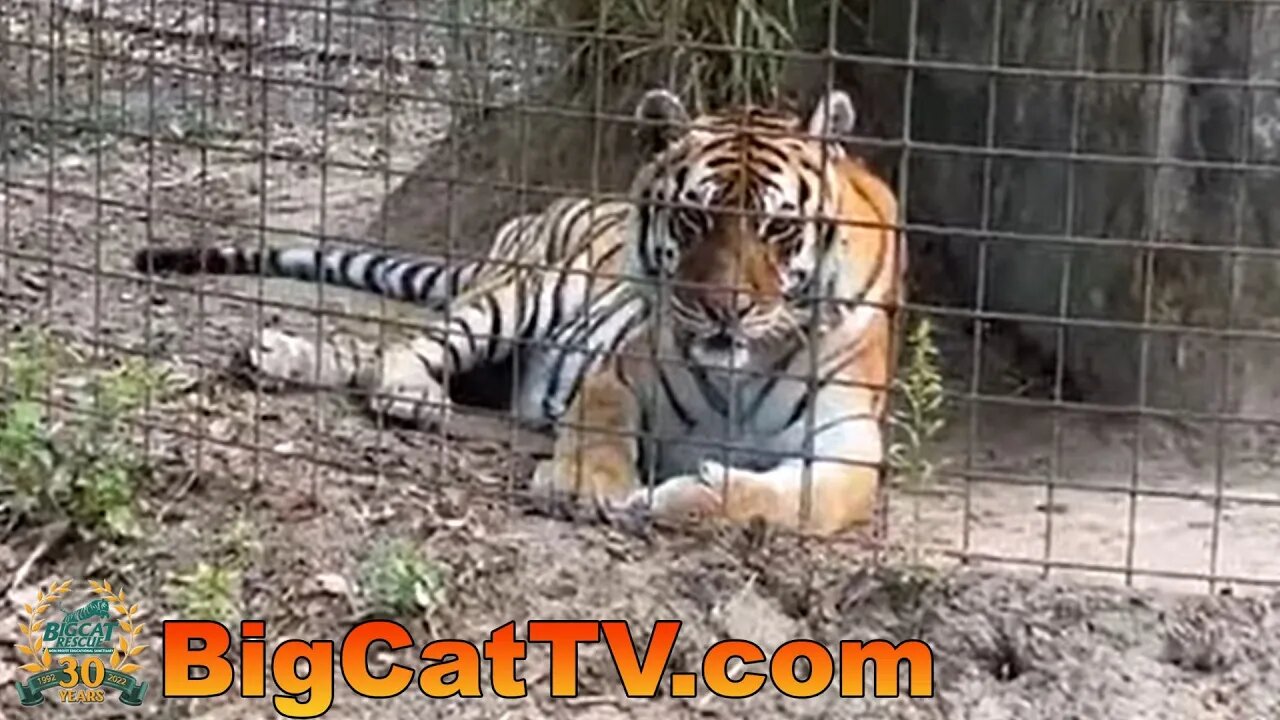 Come along with #CaroleBaskin at Big Cat Rescue for updates on cats and #GiveDay 04 19 2023