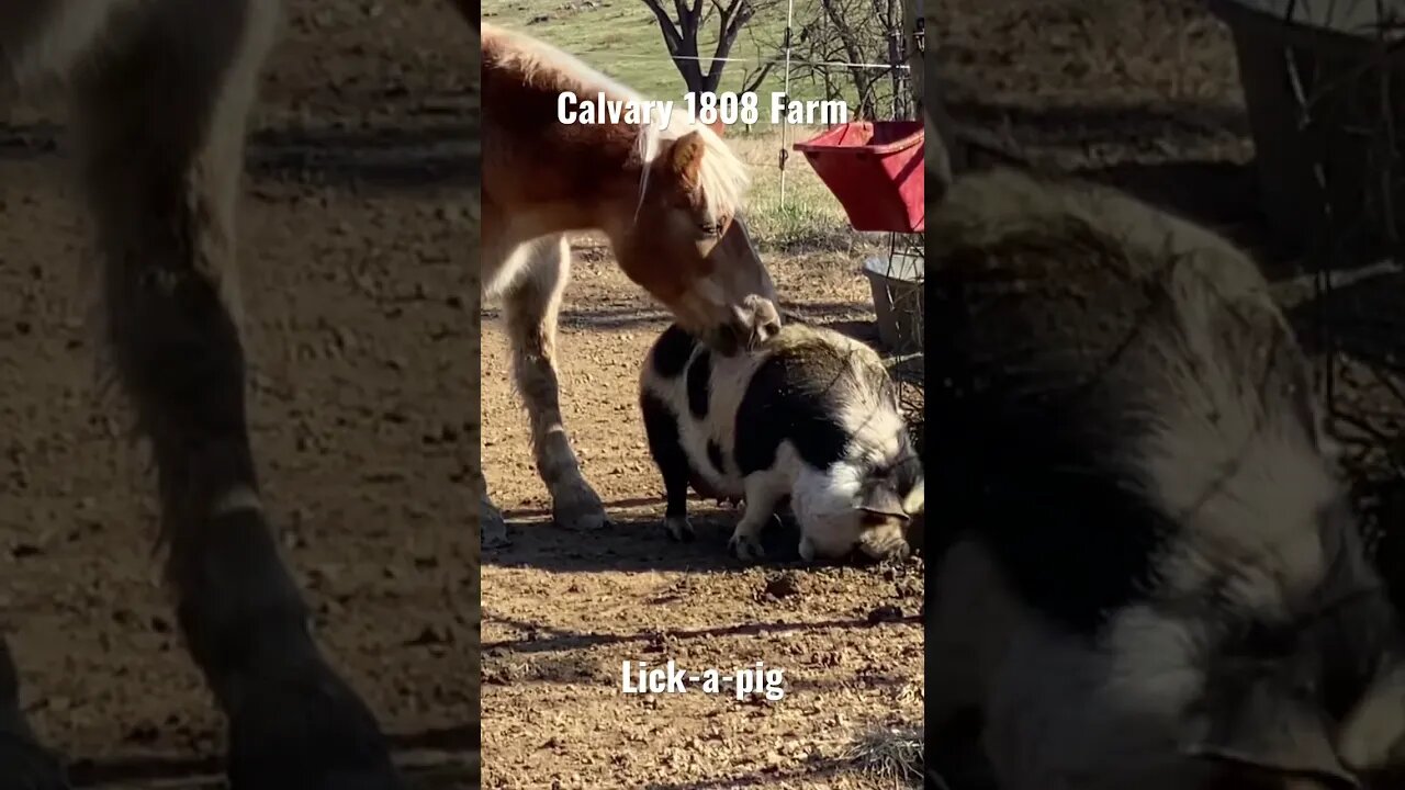 Lick-a-pig