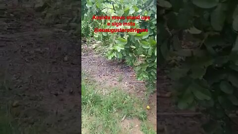 NARRANDO MINHA MAE NO MATO #shorts