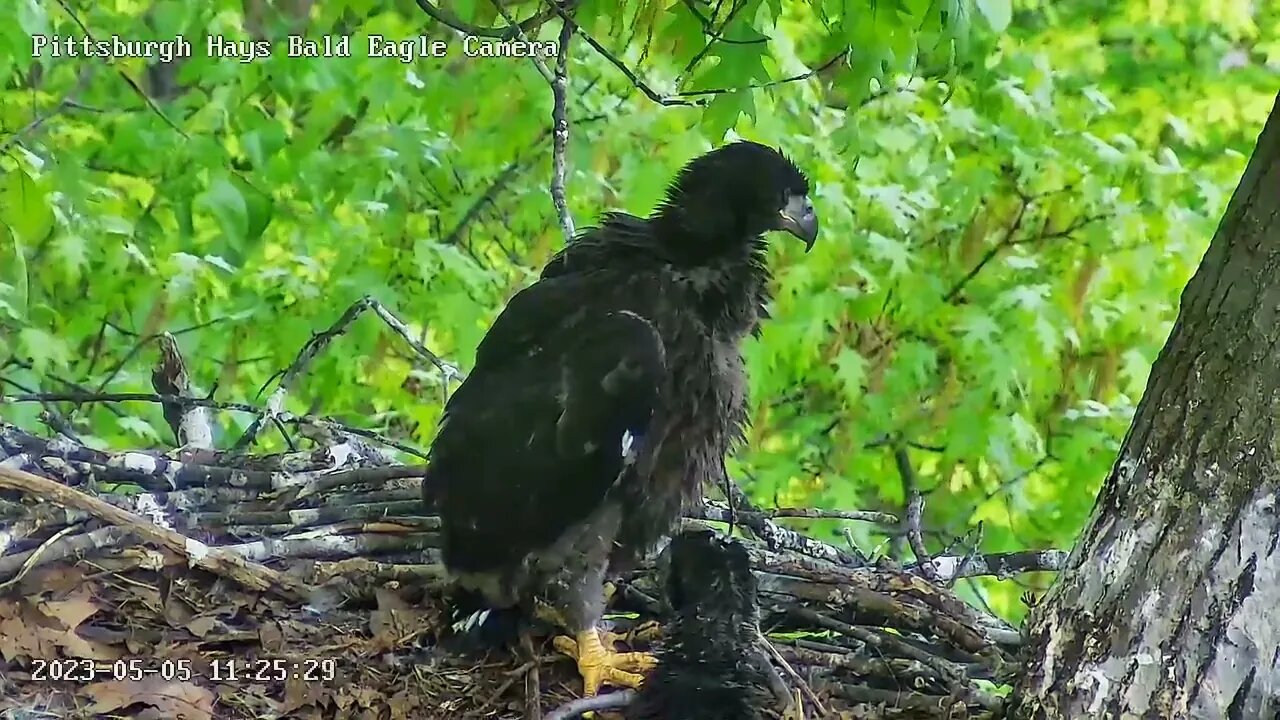 Hays Eagles H19 enjoying the view from the rails! 05-04-2023 11:25am
