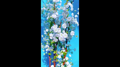 Flowers Beauti